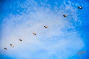 volare alto